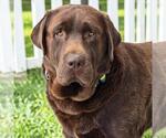 Small #5 Labrador Retriever