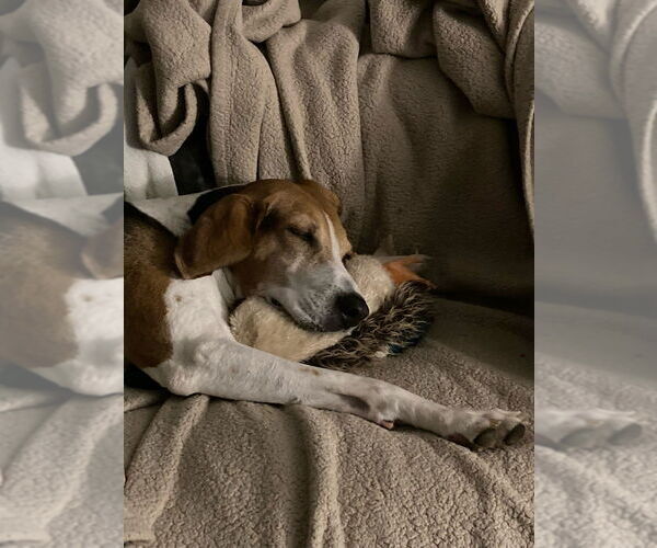 Medium Photo #4 Treeing Walker Coonhound Puppy For Sale in Greenbelt, MD, USA