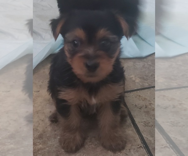 Medium Photo #1 Yorkshire Terrier Puppy For Sale in ARDMORE, OK, USA