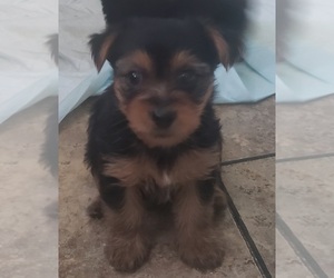 Yorkshire Terrier Puppy for sale in ARDMORE, OK, USA