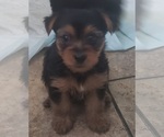 Small Yorkshire Terrier