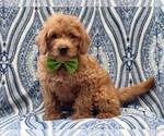 Small Photo #6 Miniature Labradoodle Puppy For Sale in LAKELAND, FL, USA