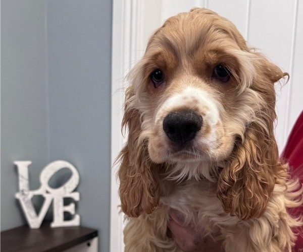 Medium Photo #2 Cocker Spaniel Puppy For Sale in WEST PALM BEACH, FL, USA