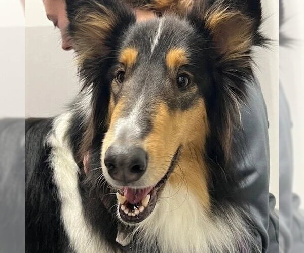 Medium Photo #2 Collie Puppy For Sale in Dublin, OH, USA