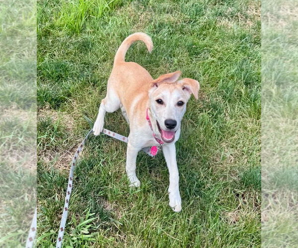 Medium Photo #2 Labrador Retriever-Unknown Mix Puppy For Sale in St. Louis Park, MN, USA