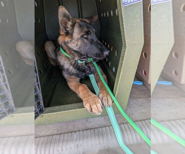 Medium Photo #3 German Shepherd Dog-Unknown Mix Puppy For Sale in Imlay City, MI, USA