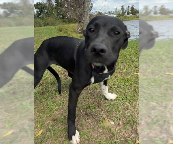 Medium Photo #6 Mutt Puppy For Sale in Tarrytown, GA, USA