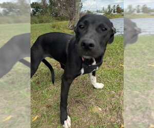 Molly - Female Mutt Dog for Adoption - Photo #6