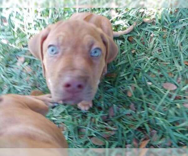 Medium Photo #8 Rhodesian Ridgeback Puppy For Sale in NEW SMYRNA, FL, USA