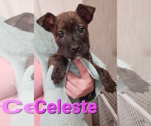 Boxer-Chinese Shar-Pei Mix Puppy for sale in BLOSSVALE, NY, USA