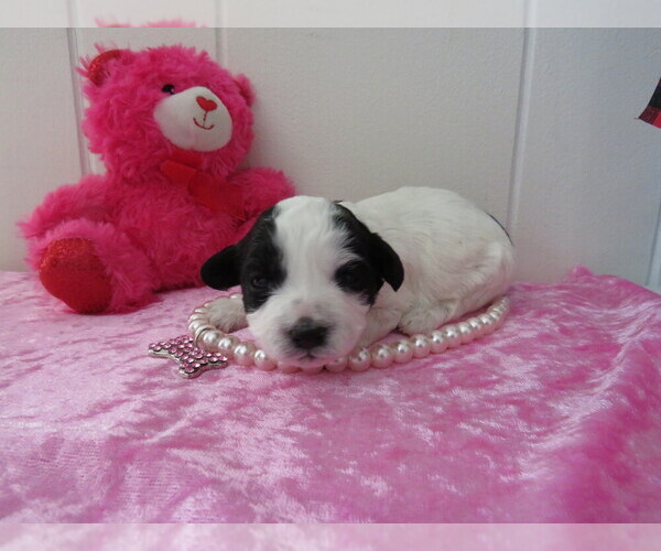 Medium Photo #1 ShihPoo Puppy For Sale in DONGOLA, IL, USA