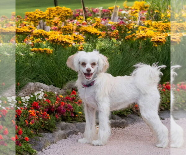 Medium Photo #6 Mutt Puppy For Sale in Plantation, FL, USA