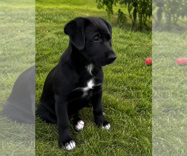 Medium Photo #1 Shepradors Puppy For Sale in Macon, MO, USA