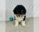 Small #1 Bernedoodle (Miniature)