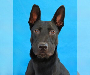 German Shepherd Dog-Unknown Mix Dogs for adoption in Pasadena, CA, USA