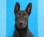 Small German Shepherd Dog Mix