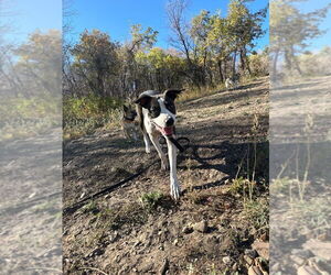 American Pit Bull Terrier-Unknown Mix Dogs for adoption in Salt Lake City, UT, USA