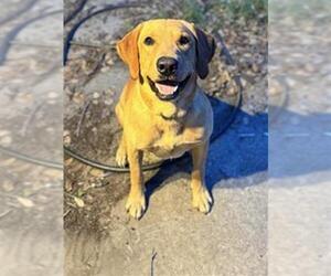 Labrador Retriever Dogs for adoption in San Antonio, TX, USA