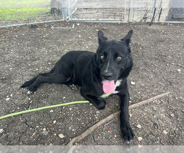 Medium Photo #2 German Shepherd Dog-Unknown Mix Puppy For Sale in Waco, TX, USA