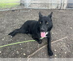Small #1 German Shepherd Dog Mix