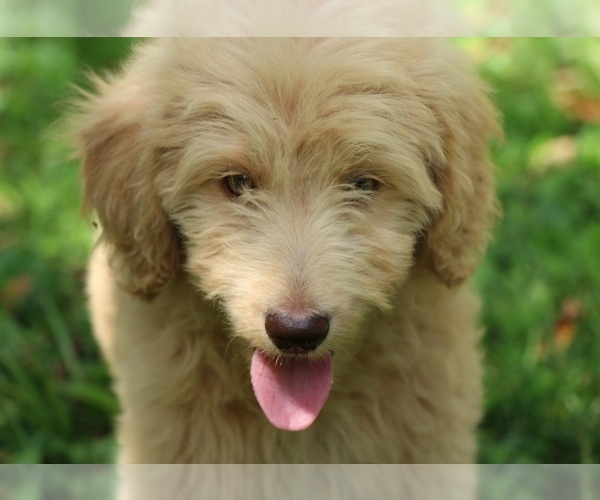 Medium Photo #1 Goldendoodle Puppy For Sale in FAIR GROVE, MO, USA