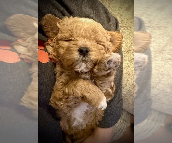 Medium Photo #1 ShihPoo Puppy For Sale in ANDERSON, SC, USA