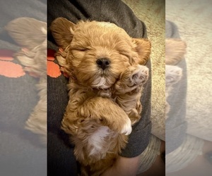 Medium ShihPoo