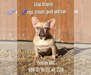 French Bulldog Puppy for sale in OJAI, CA, USA