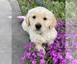 Small Photo #1 Golden Retriever Puppy For Sale in KETTLE FALLS, WA, USA