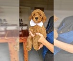 Small #1 Poodle (Standard)