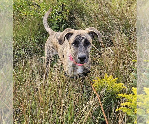 Medium Photo #4 Bullboxer Pit Puppy For Sale in Princeton, MN, USA