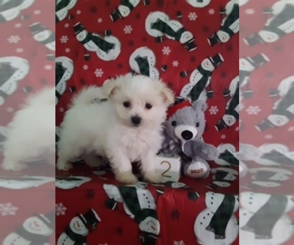 Medium Photo #1 Maltipom Puppy For Sale in SCOTTVILLE, MI, USA