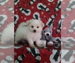 Small Photo #1 Maltipom Puppy For Sale in SCOTTVILLE, MI, USA