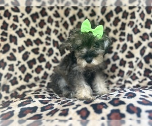 Schnauzer (Miniature) Puppy for sale in LAKELAND, FL, USA