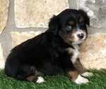 Small Photo #7 Miniature Australian Shepherd Puppy For Sale in COLLEGE STA, TX, USA