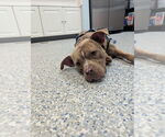 Small #53 American Staffordshire Terrier