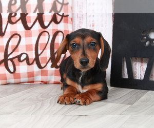 Dachshund Puppy for sale in MARIETTA, GA, USA