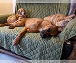 Small Photo #12 Black Mouth Cur-Greyhound Mix Puppy For Sale in Minneapolis, MN, USA
