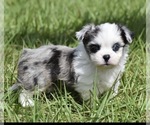 Small #2 Shih Aussie