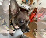 Small Photo #3 Chihuahua Puppy For Sale in WESTHAMPTON, MA, USA