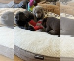 Small #9 Labrador Retriever