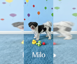Milo - Male Shih Tzu Dog for Adoption - Photo #3