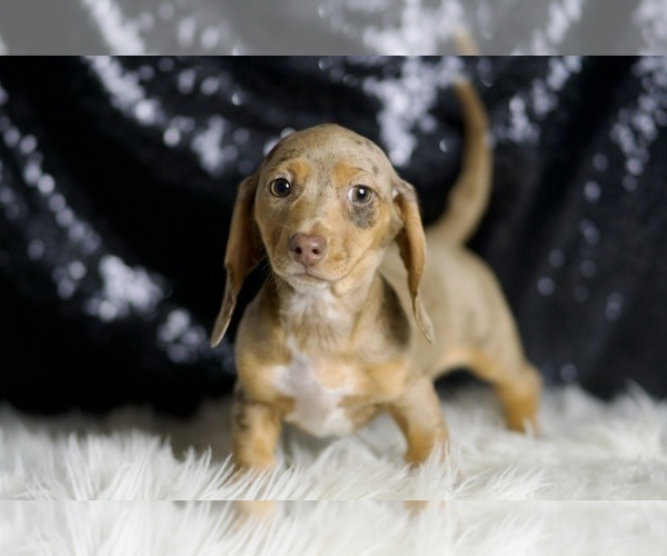 Medium Photo #56 Dachshund Puppy For Sale in WARSAW, IN, USA