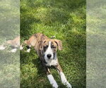 Small #9 Boxer Mix