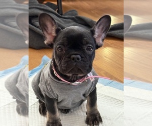 French Bulldog Puppy for sale in CHARLESTOWN, OH, USA