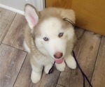 Puppy 0 Siberian Husky