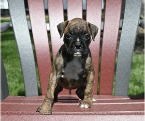 Boxer Puppy for Sale in FREDERICKSBURG, Ohio USA
