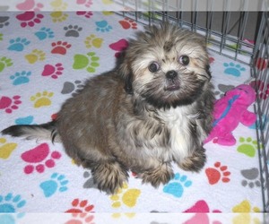 Shih Tzu Puppy for sale in ORO VALLEY, AZ, USA