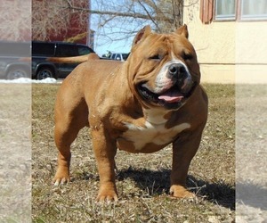 Father of the American Bully puppies born on 04/01/2019