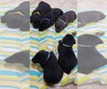 Small Photo #191 Labrador Retriever Puppy For Sale in OLYMPIA, WA, USA